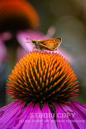 CDR_07052020_3750_Williamsburg_bees
