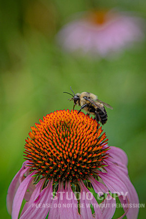 CDR_07052020_3767_Williamsburg_bees