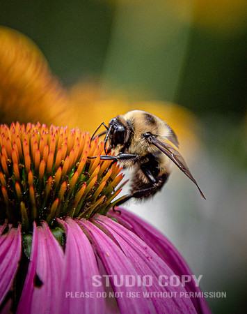 CDR_07052020_3777_Williamsburg_bees