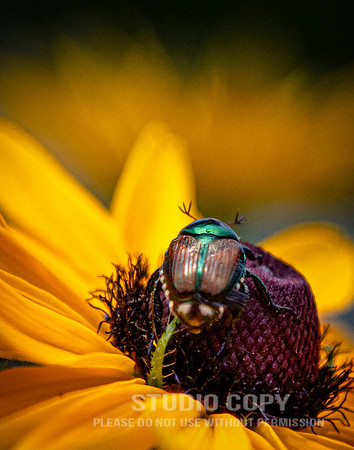 CDR_07052020_3826_Williamsburg_bees