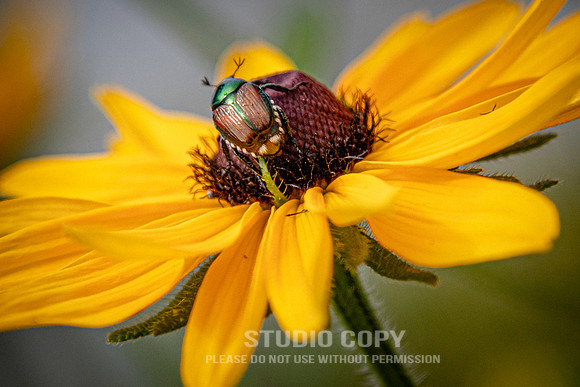 CDR_07052020_3827_Williamsburg_bees