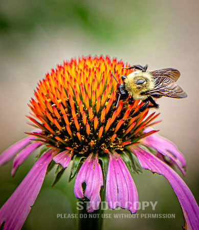 CDR_07052020_3863_Williamsburg_bees