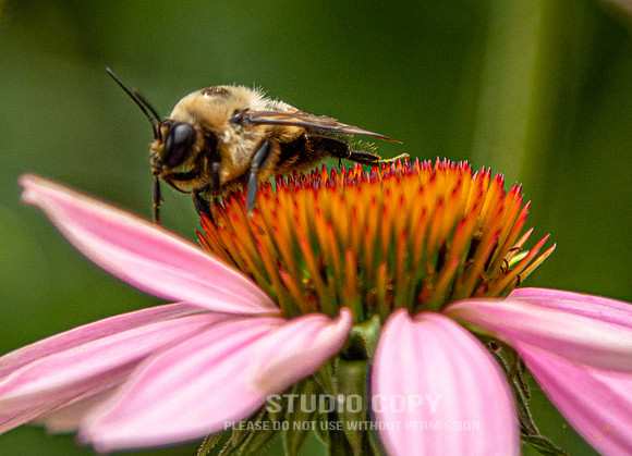 CDR_07052020_3898_Williamsburg_bees