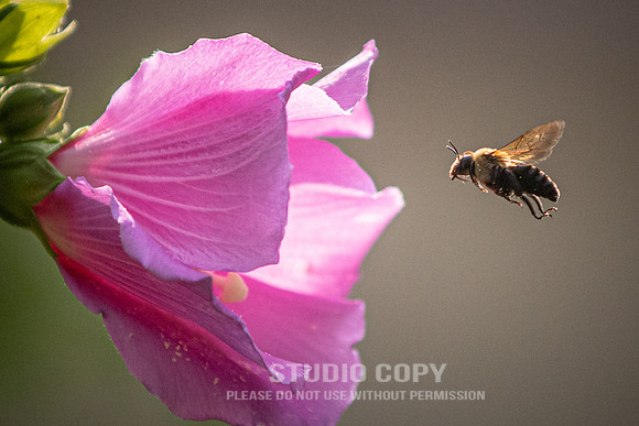 CDR_07052020_4252_Williamsburg_bees