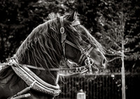 Horses GALLERY