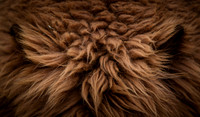 Shades of Brown