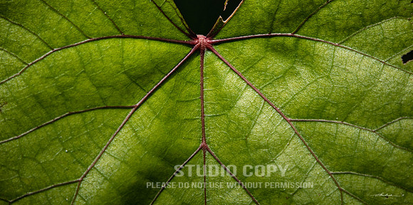 CDR_10162017_0283-fig-leaf