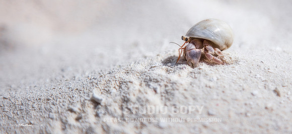 CDR_10172017_0324-hermit-crab