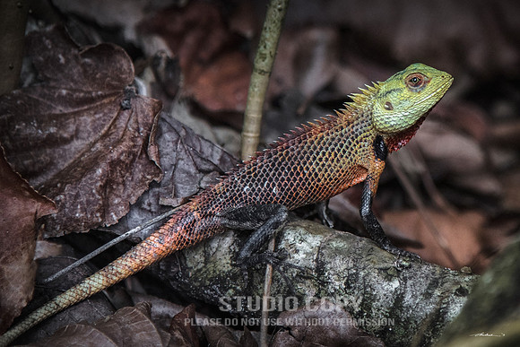 CDR_10172017_0374-maldives-Gecko