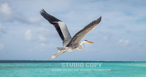CDR_10182017_2187 maldives bird