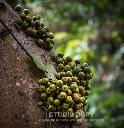 CDR_12292016_0503_textures of Bali
