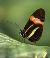 Butterflies GALLERY