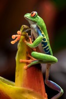 Insects, Frogs, etc. GALLERY