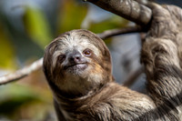 Other Animals GALLERY