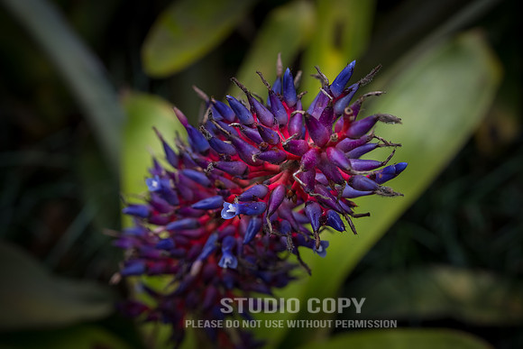 CDR_03102018_0070 (1)_costarica