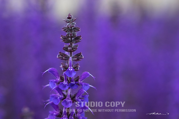CDR_05172017_0115-purple-flower