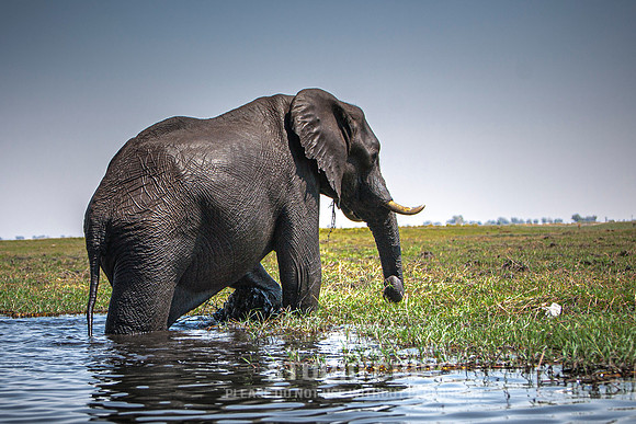 CDR_08272013_0461_elephants_botswana