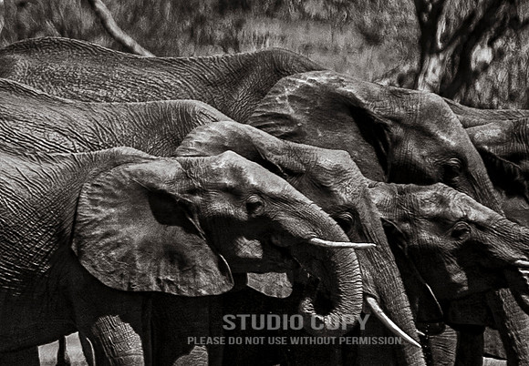 CDR_08272013_0711_elephants_botswana