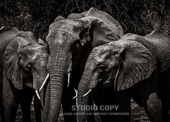 CDR_08272013_0771_elephants_botswana