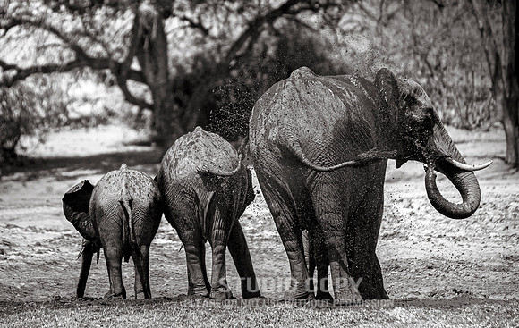 CDR_08272013_0860_elephants_botswana