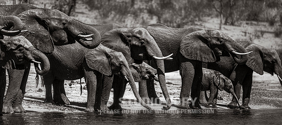 CDR_08272013_0723 elephant panorama