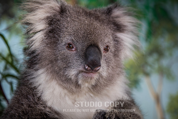 CDR_02112017_0548_with Koala _ Kangaroos