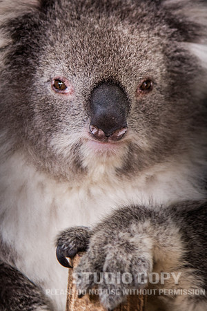 CDR_02112017_0568_with Koala _ Kangaroos