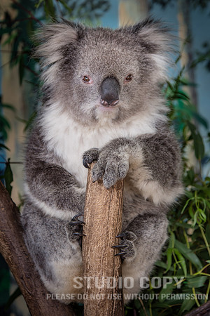 CDR_02112017_0572_with Koala _ Kangaroos