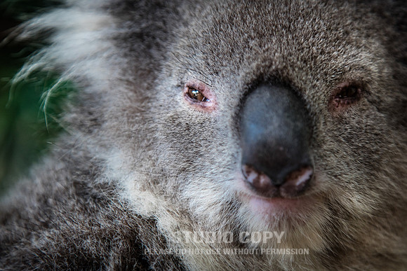 CDR_02112017_0618_with Koala _ Kangaroos