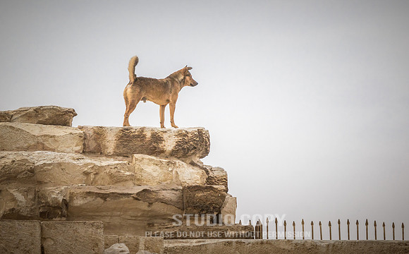 CDR_02122018_6043_egypt