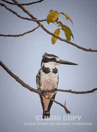 CDR_08272013_0657_chobe_nationalpark_botswana