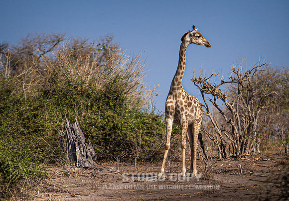 CDR_08272013_1257_chobe_nationalpark_botswana