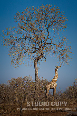 CDR_08272013_1332_chobe_nationalpark_botswana