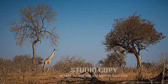 CDR_08272013_1346_chobe_nationalpark_botswana