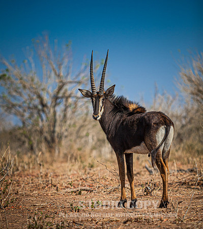 CDR_08272013_1350_chobe_nationalpark_botswana