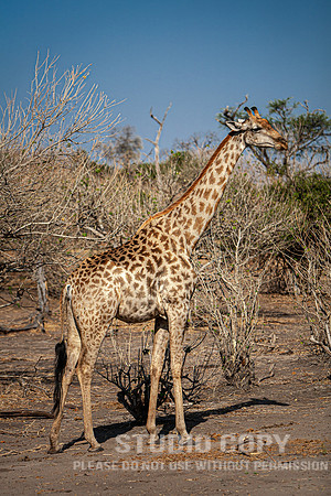 CDR_08272013_1466_chobe_nationalpark_botswana
