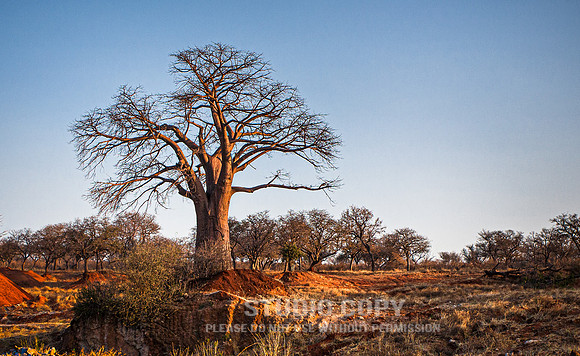 CDR_08272013_1638_chobe_nationalpark_botswana