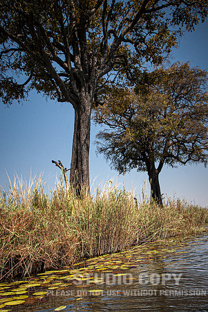 CDR_08272013_1781_chobe_nationalpark_botswana
