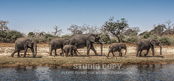 CDR_08272013_1890_elephants_botswana