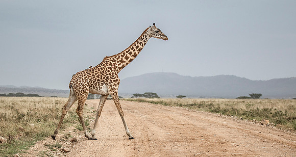 CDR_09262019_Tanzania_0506_tanzania_
