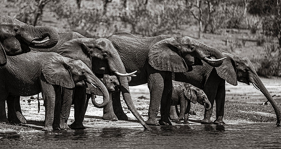CDR_08272013_0724_elephants_botswana