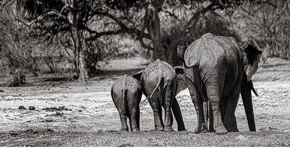 CDR_08272013_0862_elephants_botswana