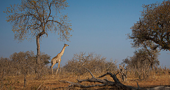 CDR_08272013_1346_chobe_nationalpark_botswana