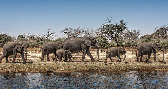 CDR_08272013_1890_elephants_botswana