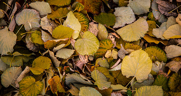 CDR_11092015_1233_NOVISAD