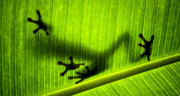 CDR_03102018_0231_costarica frog