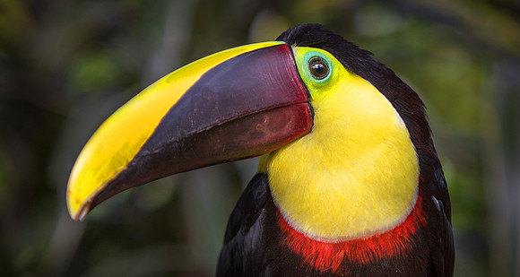 CDR_03072018_1154_costarica_toucan