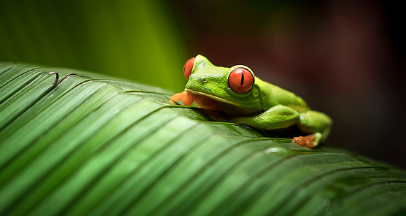 CDR_03102018_0179 red eyed tree frog