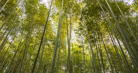 CDR_1110_2011_0739_kyoto
