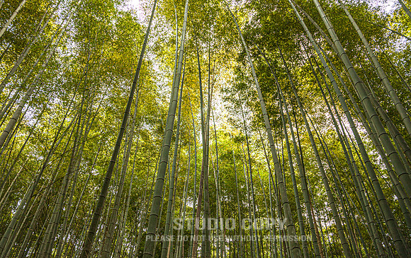 CDR_1110_2011_0739_kyoto